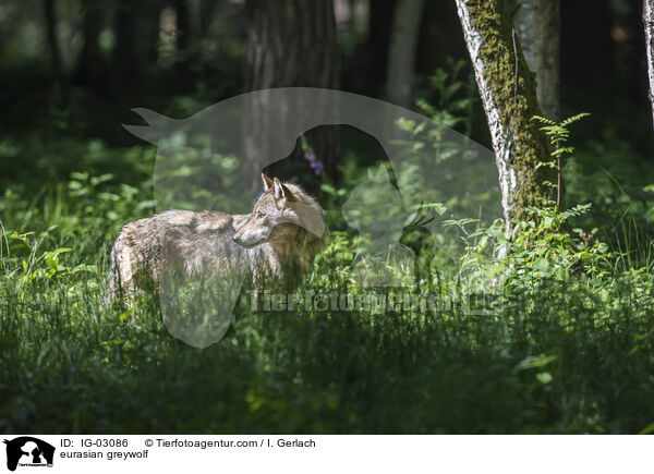 Eurasischer Grauwolf / eurasian greywolf / IG-03086