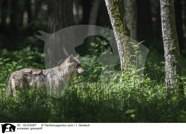 Eurasischer Grauwolf / eurasian greywolf / IG-03087