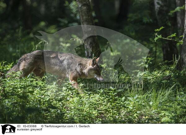Eurasischer Grauwolf / eurasian greywolf / IG-03088