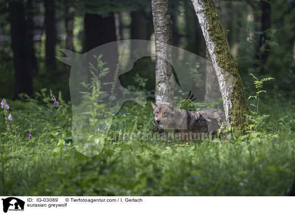 Eurasischer Grauwolf / eurasian greywolf / IG-03089