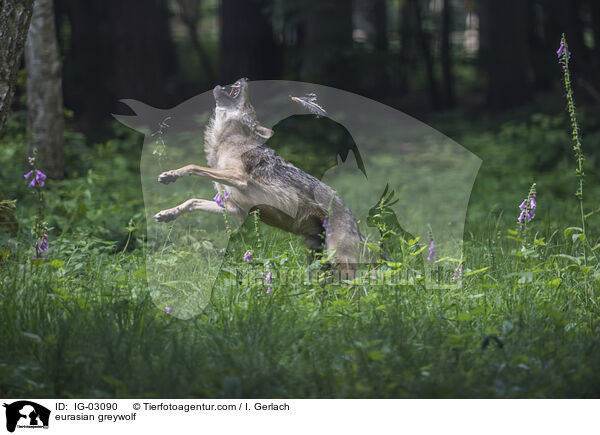 Eurasischer Grauwolf / eurasian greywolf / IG-03090