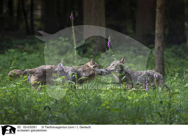 Eurasische Grauwlfe / eurasian greywolves / IG-03091