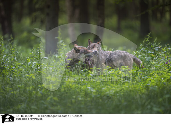 Eurasische Grauwlfe / eurasian greywolves / IG-03094