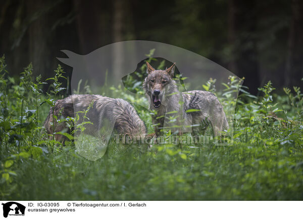 Eurasische Grauwlfe / eurasian greywolves / IG-03095