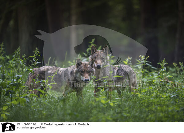 Eurasische Grauwlfe / eurasian greywolves / IG-03096