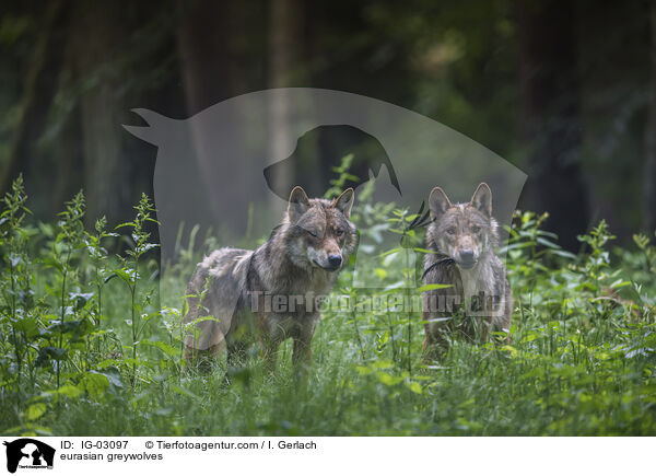 Eurasische Grauwlfe / eurasian greywolves / IG-03097
