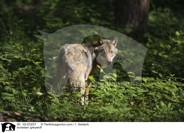 Eurasischer Grauwolf / eurasian greywolf / IG-03207