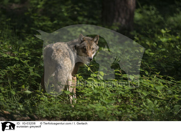 Eurasischer Grauwolf / eurasian greywolf / IG-03208