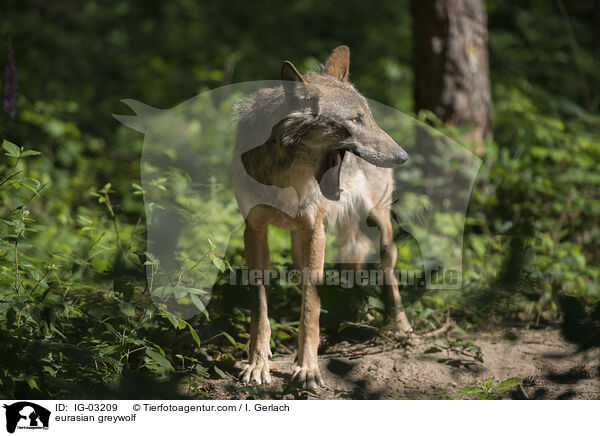 Eurasischer Grauwolf / eurasian greywolf / IG-03209