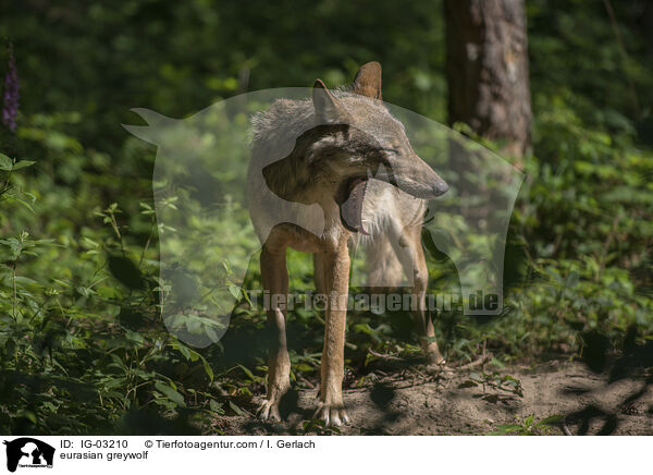 Eurasischer Grauwolf / eurasian greywolf / IG-03210