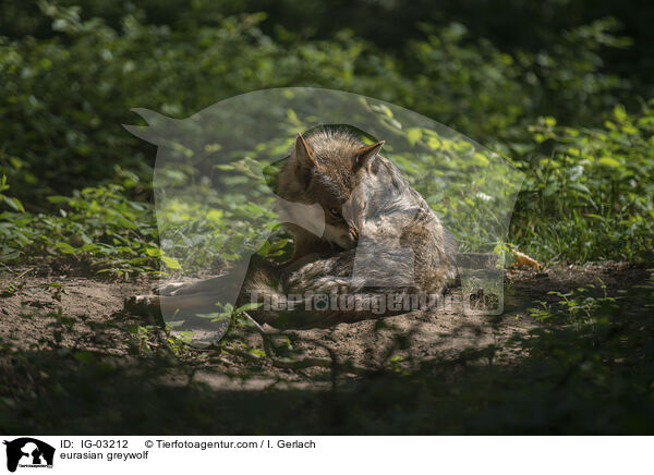 Eurasischer Grauwolf / eurasian greywolf / IG-03212