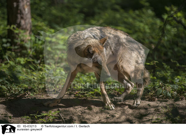 Eurasischer Grauwolf / eurasian greywolf / IG-03213