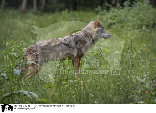 Eurasischer Grauwolf / eurasian greywolf / IG-03215