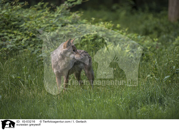 Eurasischer Grauwolf / eurasian greywolf / IG-03216