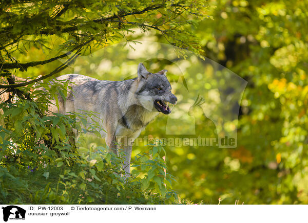 Eurasischer Grauwolf / eurasian greywolf / PW-12003