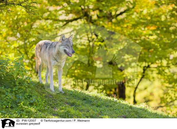 Eurasischer Grauwolf / eurasian greywolf / PW-12007