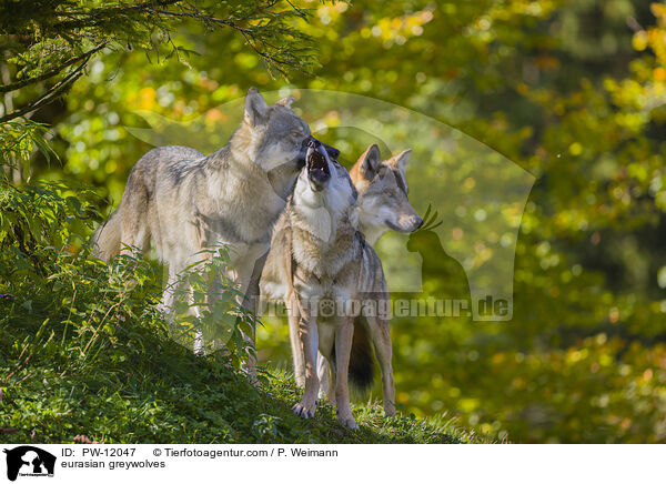 Eurasische Grauwlfe / eurasian greywolves / PW-12047