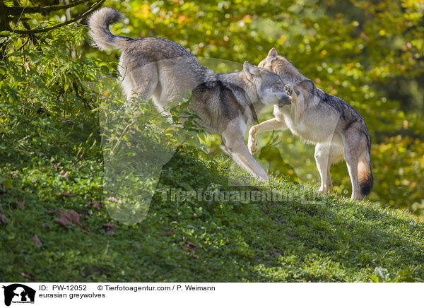 Eurasische Grauwlfe / eurasian greywolves / PW-12052
