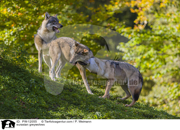 Eurasische Grauwlfe / eurasian greywolves / PW-12055