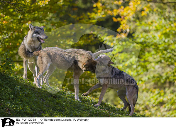 Eurasische Grauwlfe / eurasian greywolves / PW-12058