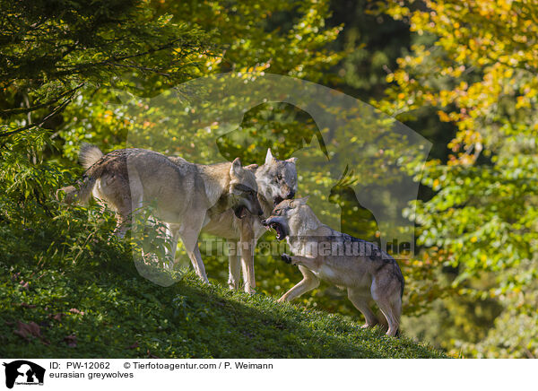 Eurasische Grauwlfe / eurasian greywolves / PW-12062