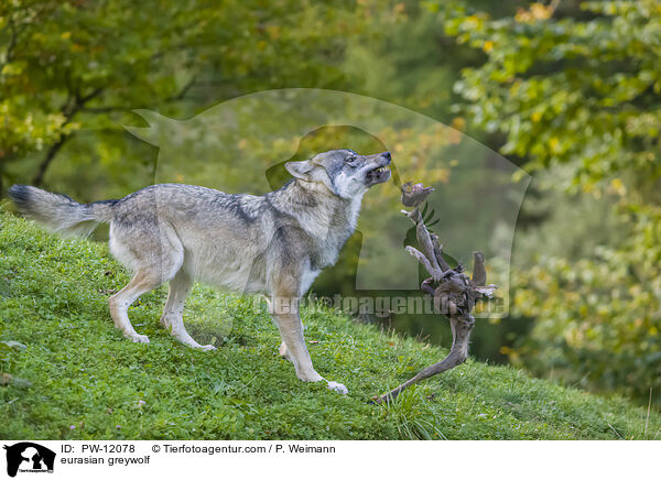 Eurasischer Grauwolf / eurasian greywolf / PW-12078