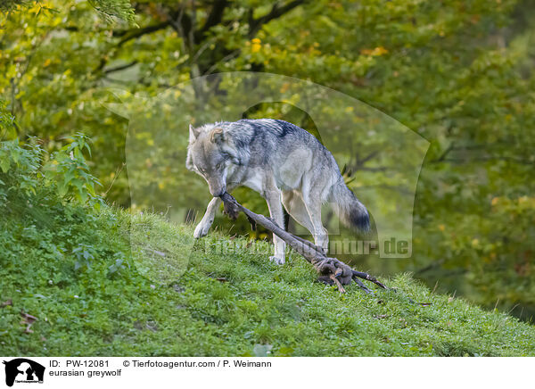Eurasischer Grauwolf / eurasian greywolf / PW-12081