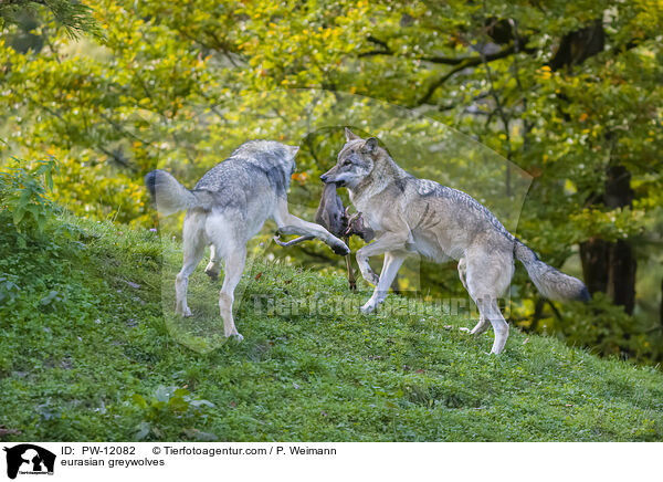 Eurasische Grauwlfe / eurasian greywolves / PW-12082