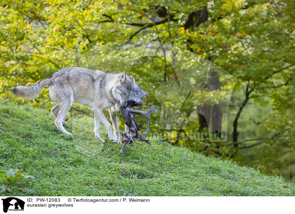 Eurasische Grauwlfe / eurasian greywolves / PW-12083