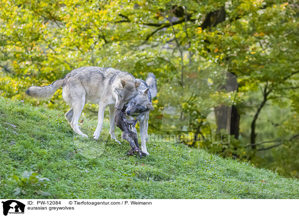 Eurasische Grauwlfe / eurasian greywolves / PW-12084