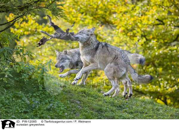 Eurasische Grauwlfe / eurasian greywolves / PW-12085