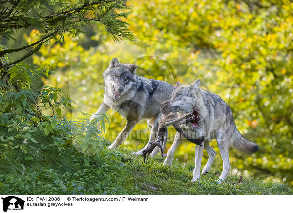 Eurasische Grauwlfe / eurasian greywolves / PW-12086