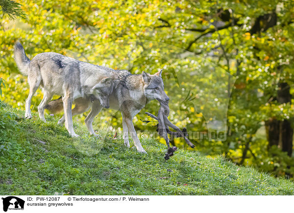 Eurasische Grauwlfe / eurasian greywolves / PW-12087