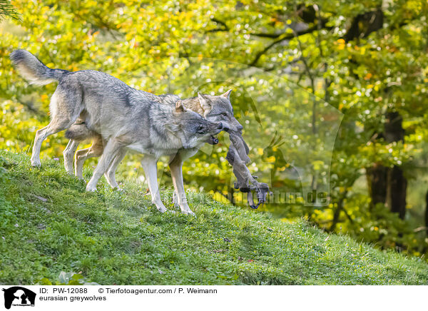 Eurasische Grauwlfe / eurasian greywolves / PW-12088