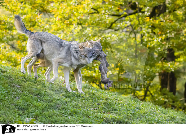 Eurasische Grauwlfe / eurasian greywolves / PW-12089