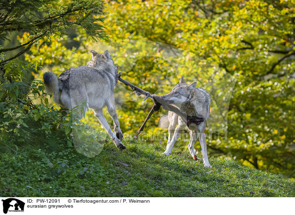 Eurasische Grauwlfe / eurasian greywolves / PW-12091