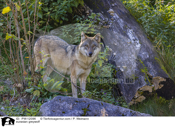 Eurasischer Grauwolf / eurasian greywolf / PW-12096
