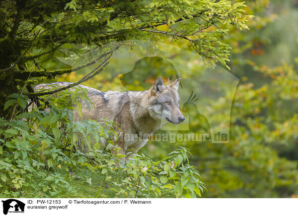 Eurasischer Grauwolf / eurasian greywolf / PW-12153