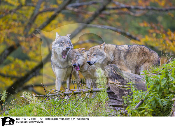 Eurasische Grauwlfe / eurasian greywolves / PW-12156