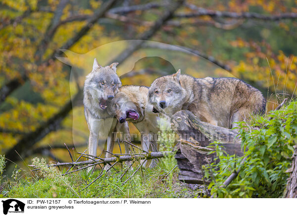 Eurasische Grauwlfe / eurasian greywolves / PW-12157