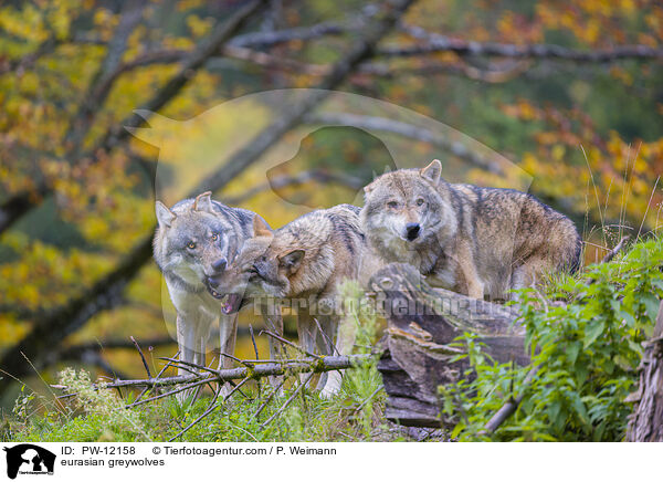 Eurasische Grauwlfe / eurasian greywolves / PW-12158