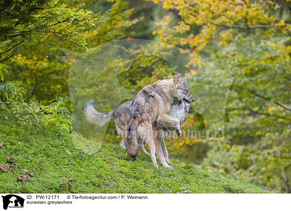 Eurasische Grauwlfe / eurasian greywolves / PW-12171