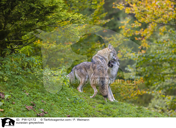 Eurasische Grauwlfe / eurasian greywolves / PW-12172