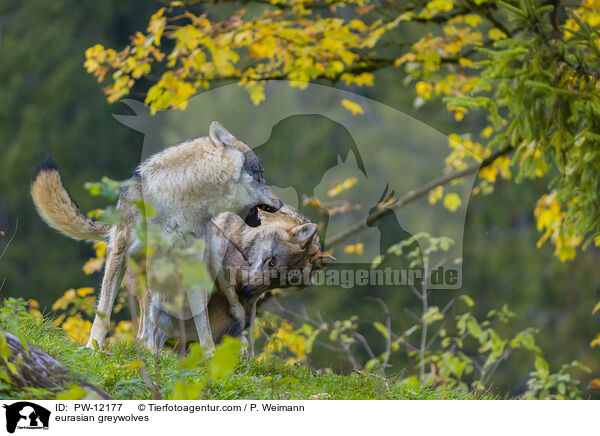 Eurasische Grauwlfe / eurasian greywolves / PW-12177