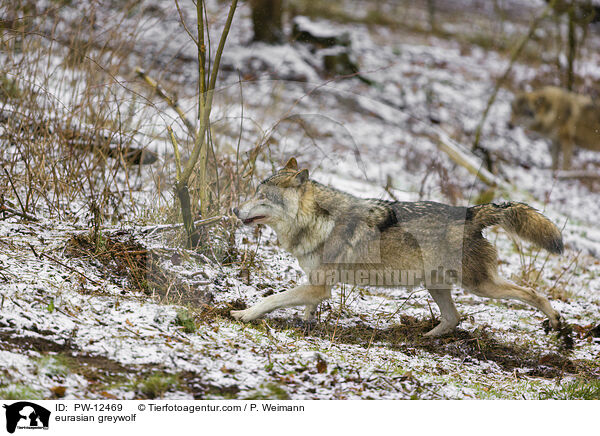 Eurasischer Grauwolf / eurasian greywolf / PW-12469