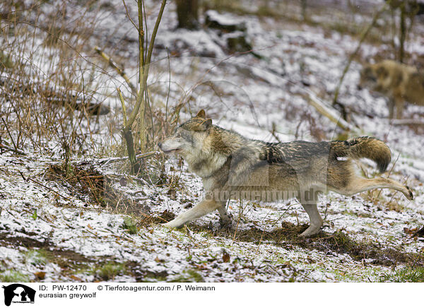 Eurasischer Grauwolf / eurasian greywolf / PW-12470