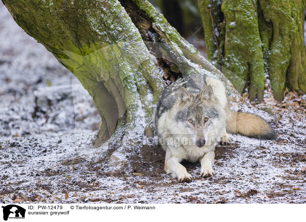 eurasian greywolf / PW-12479