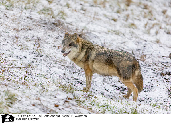 Eurasischer Grauwolf / eurasian greywolf / PW-12482