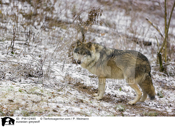Eurasischer Grauwolf / eurasian greywolf / PW-12485