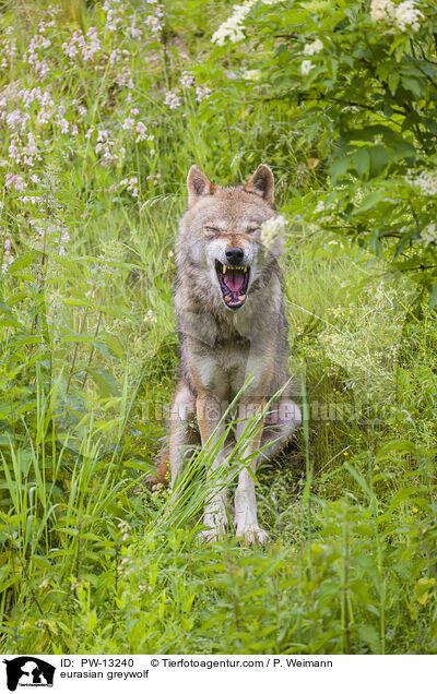 Eurasischer Grauwolf / eurasian greywolf / PW-13240